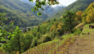 Pailhats de Courgoul : terrasses cultivées