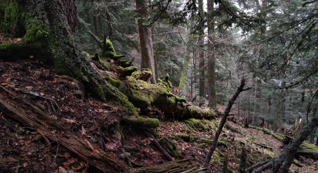 Les vieilles forêts, des milieux rares à préserver (Sylvae)
