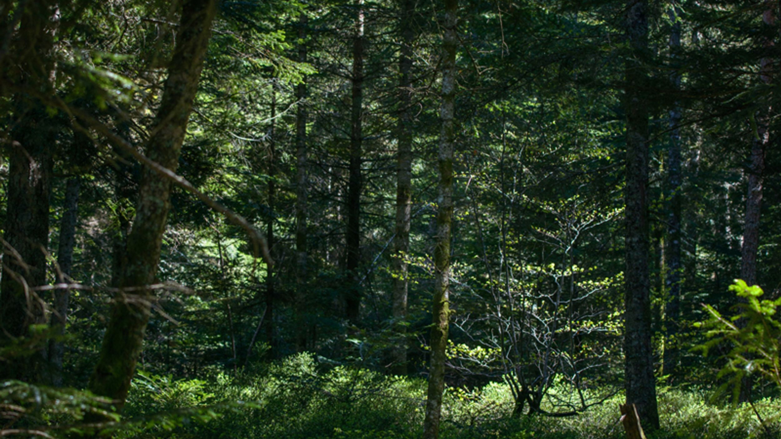 Forêt de Lamandie