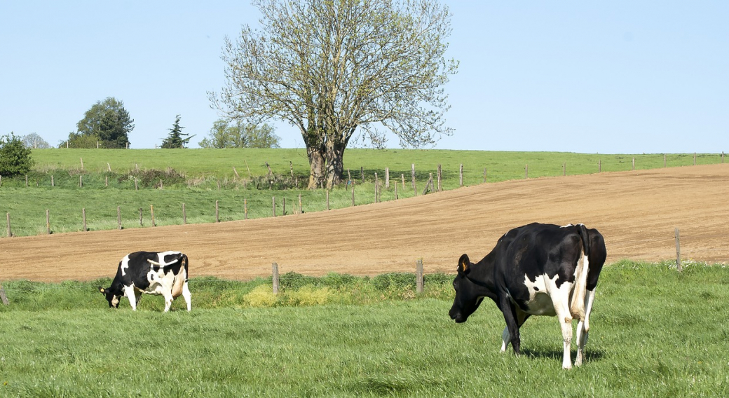 Ferme laitière des Granges