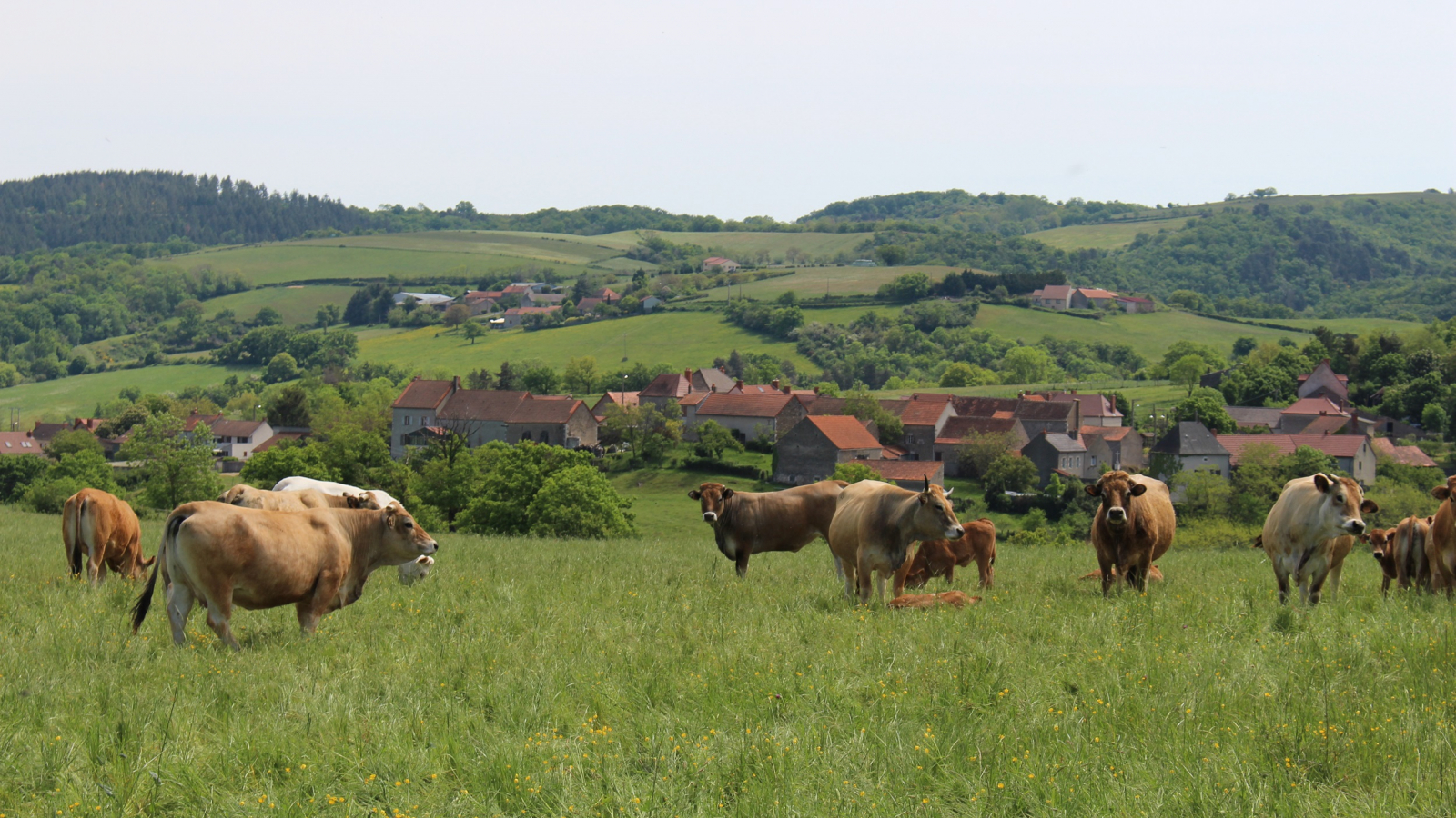 Bocage des Combrailles