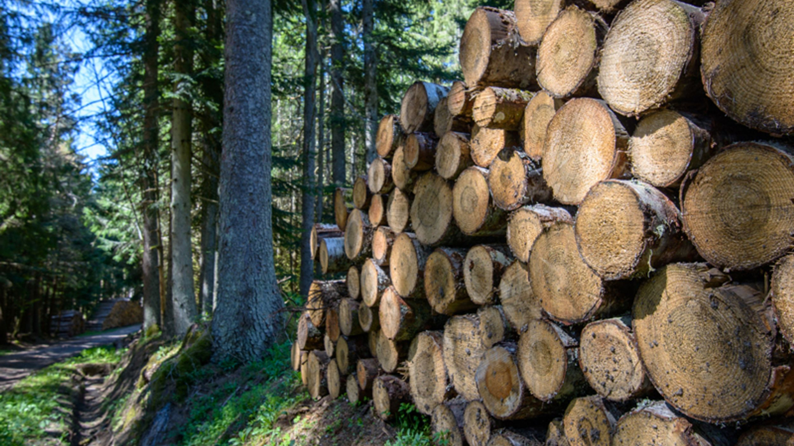 Exploitation forestière près de Sembadel