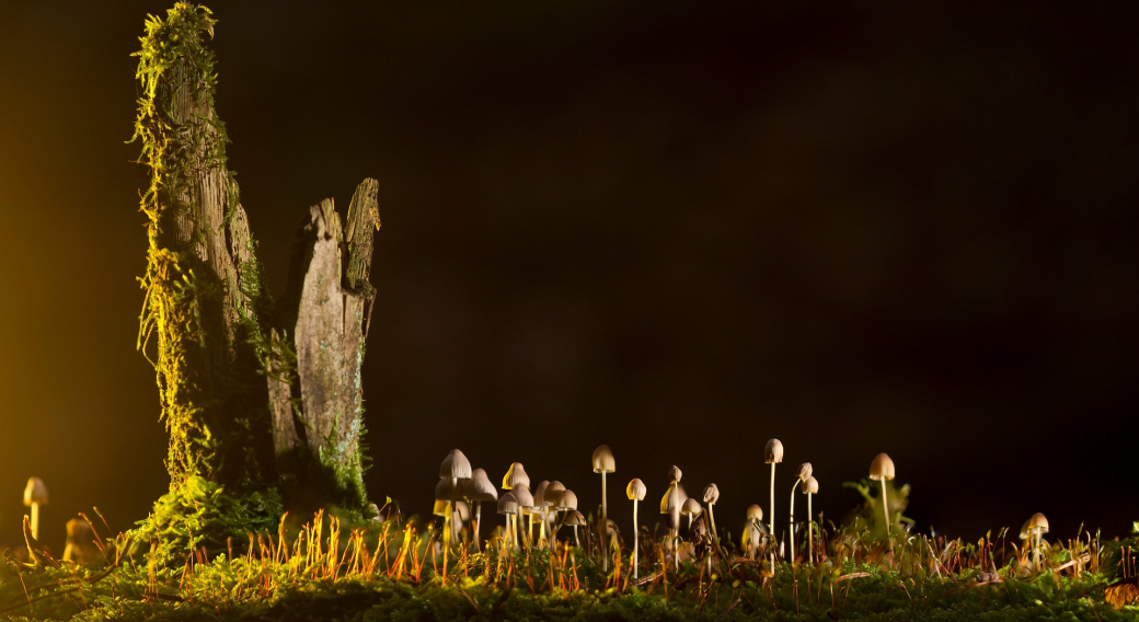 Sortie 'Initiation au monde des champignons'