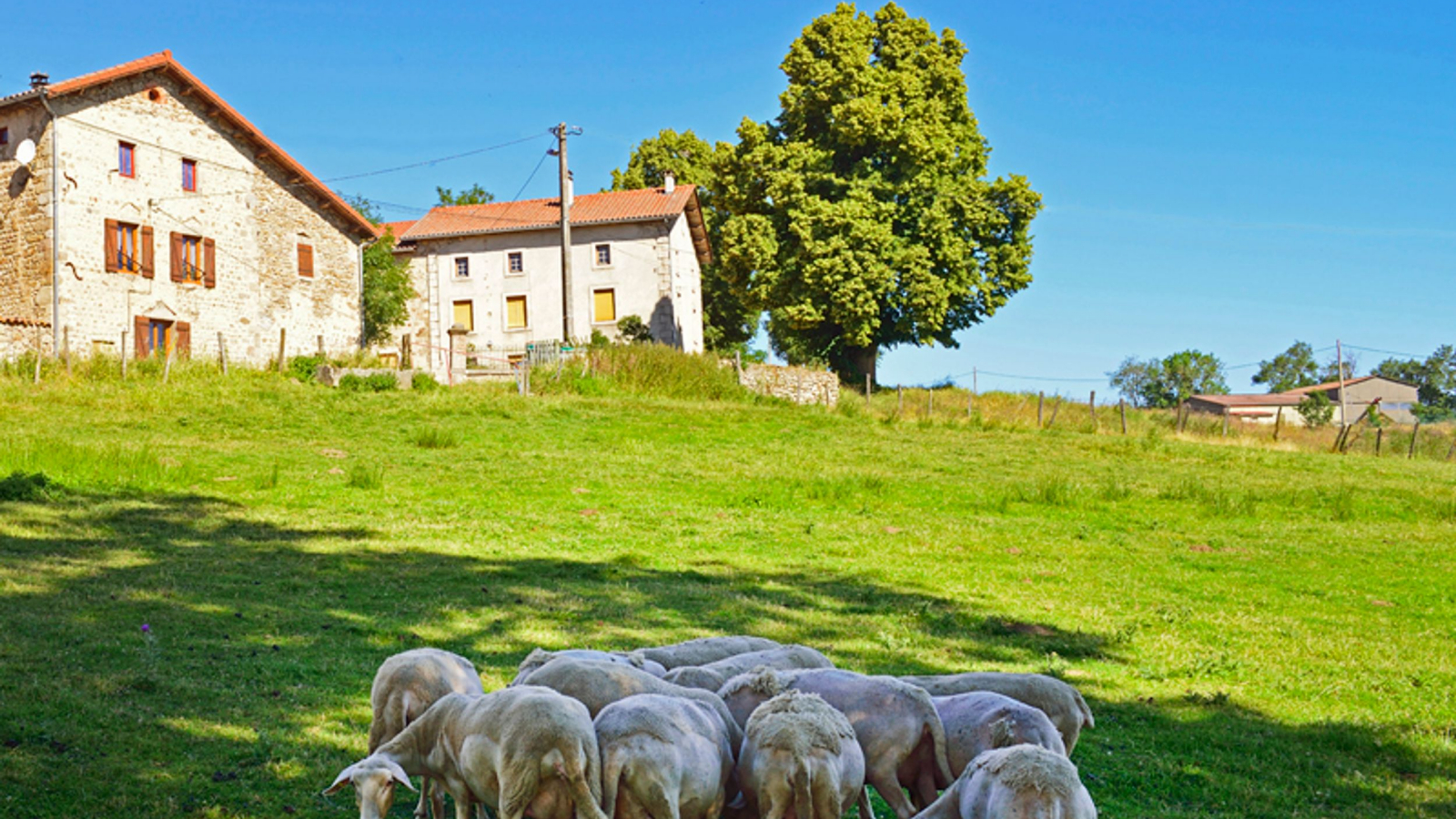 Brebis à Tanaüs