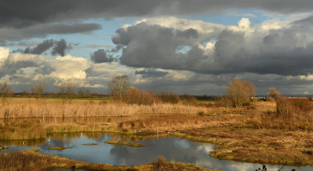 Chantier nature au Marais de Lambre