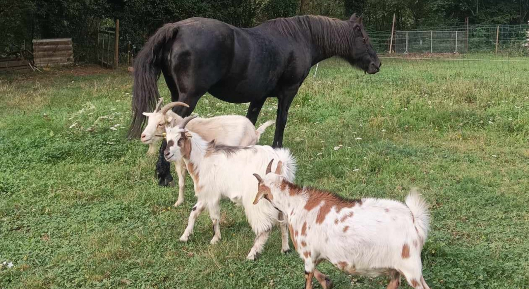 La Ferme des Anim'OX