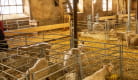 Visit to an Angora goat farm