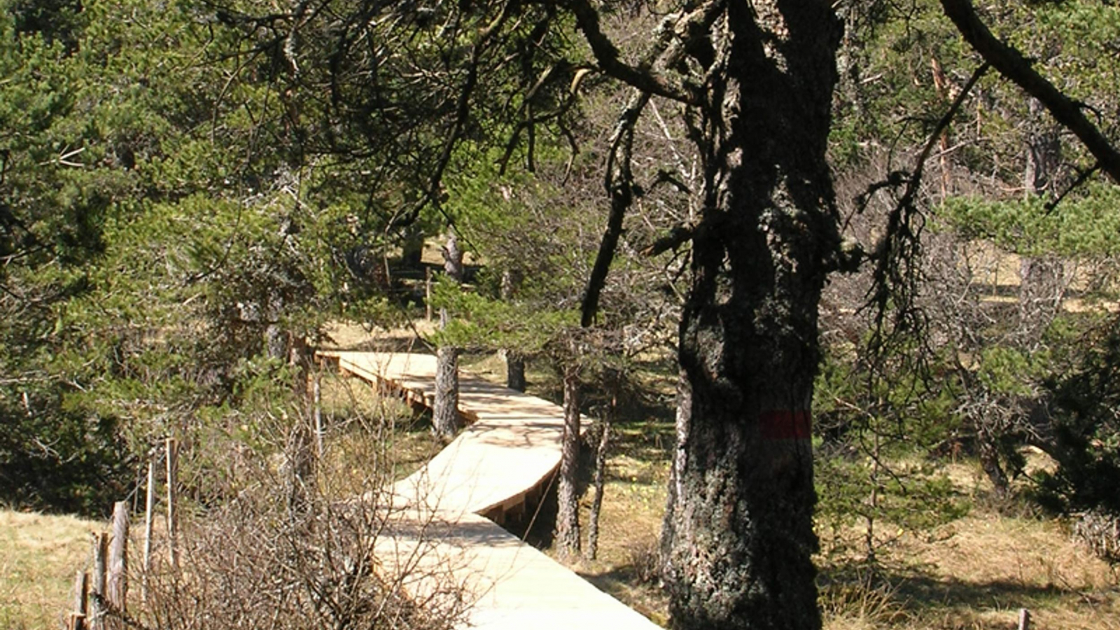 Ponton sur la tourbière du Valat de la Planche