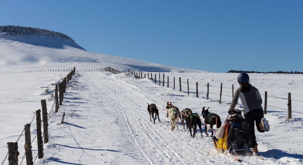 Balade en chiens de traineaux - Enola Sled Dogs