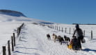 Balade en chiens de traineaux - Enola Sled Dogs