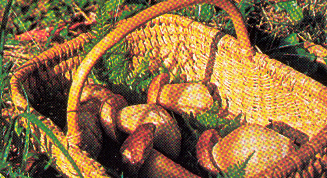 Balade champignons