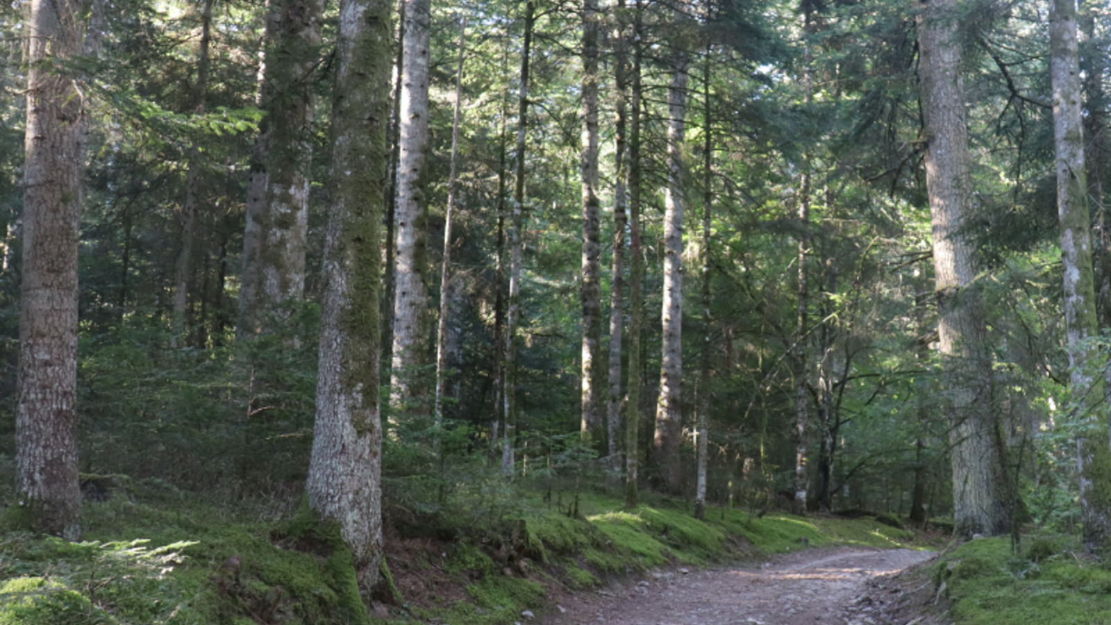 Forêt de sapins dans le Livradois