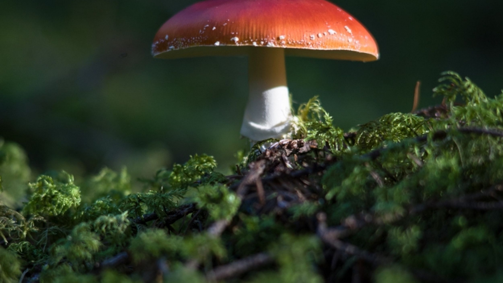 Champignon amanite tue-mouches