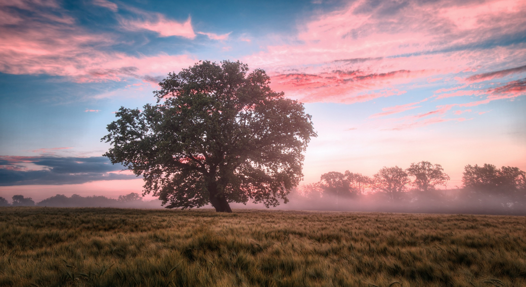 Ateliers thématiques sophrologie & immersion nature