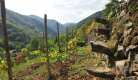 Pailhats de Courgoul : terrasses cultivées