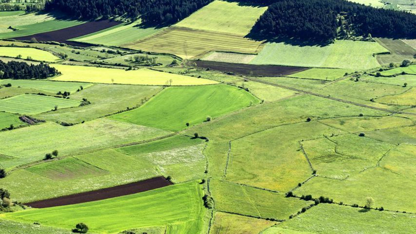 17 - La route de la lentille verte