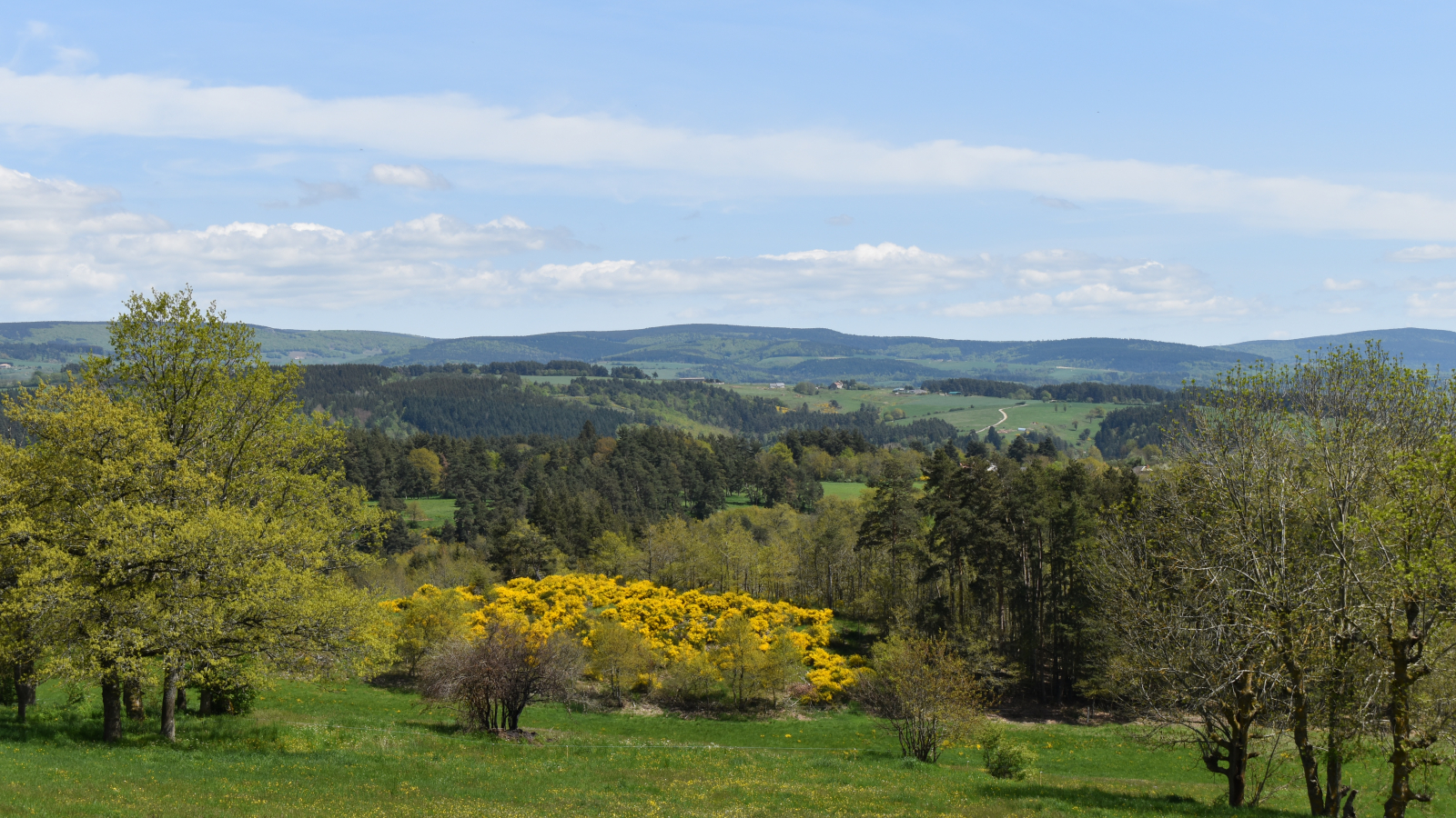 Dans les bois de Margeride