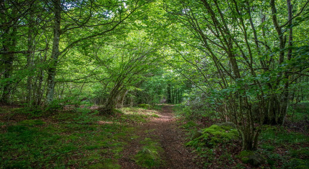 Forêt des Mauberts et Gaulis