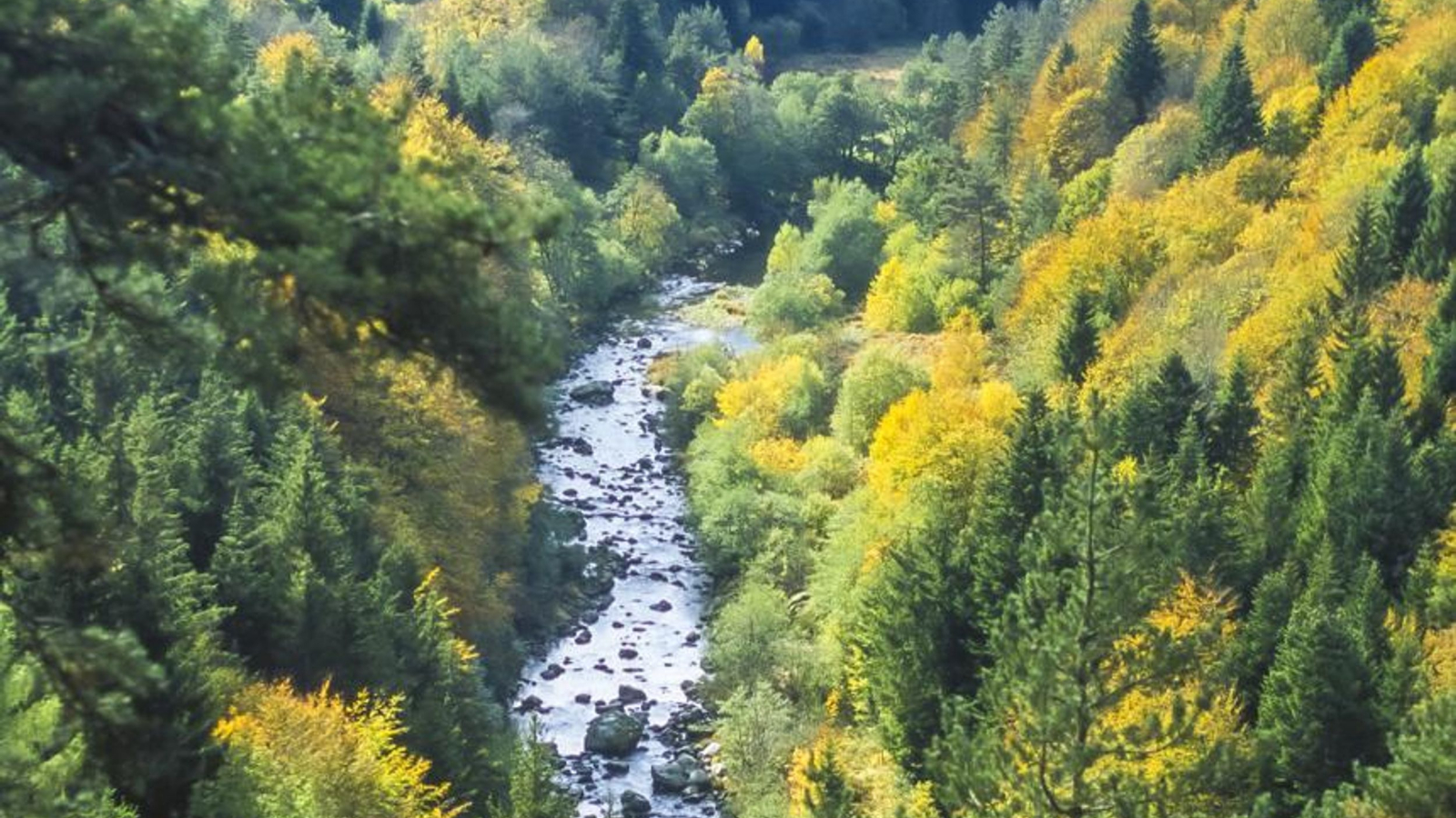 Le Lignon entre Le Chambon-sur-Lignon et Tence