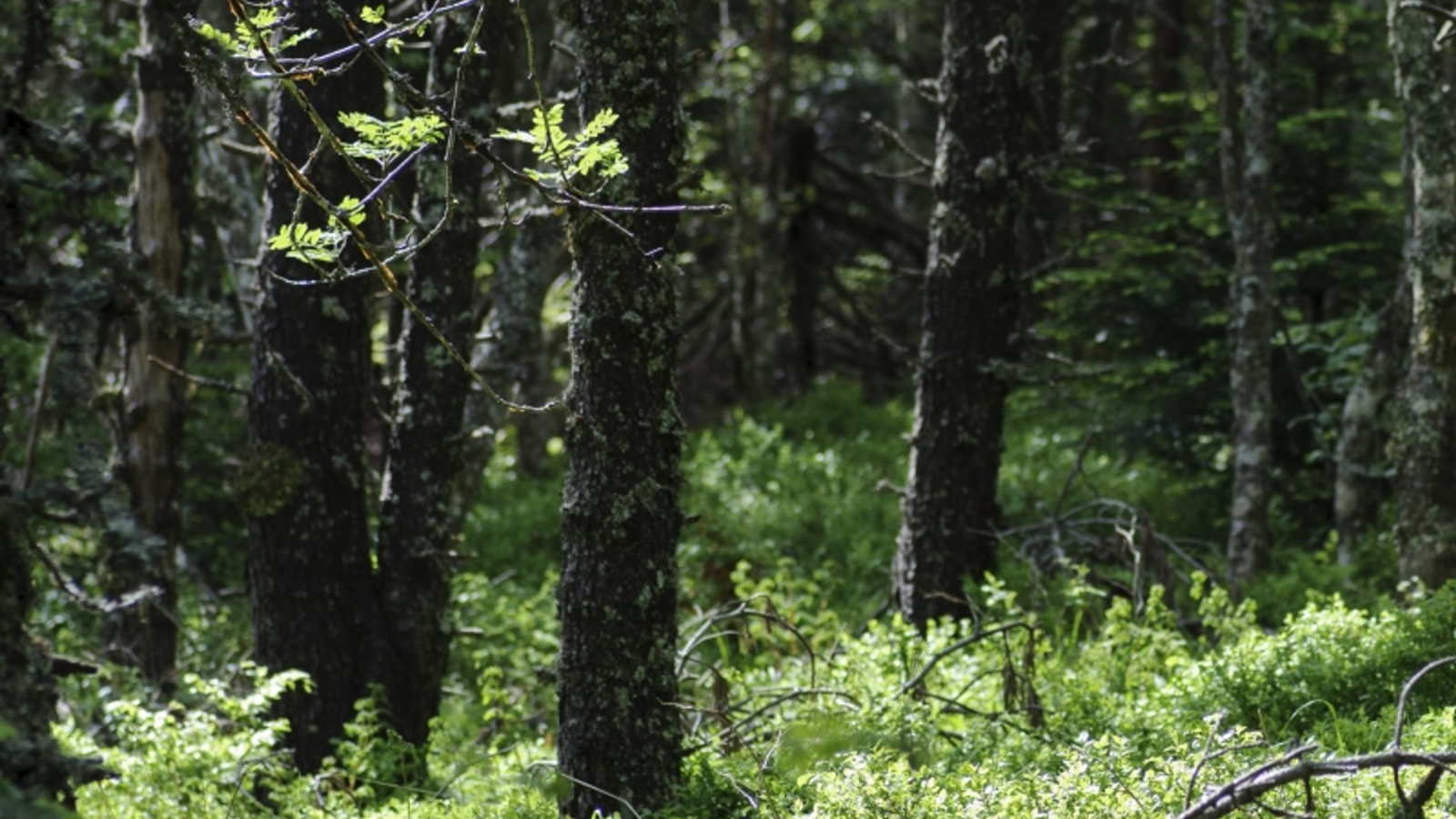 En forêt