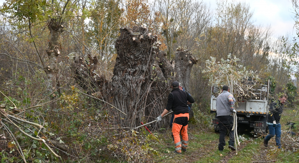 Chantier de taille des arbres têtards de la colline de Mirabel