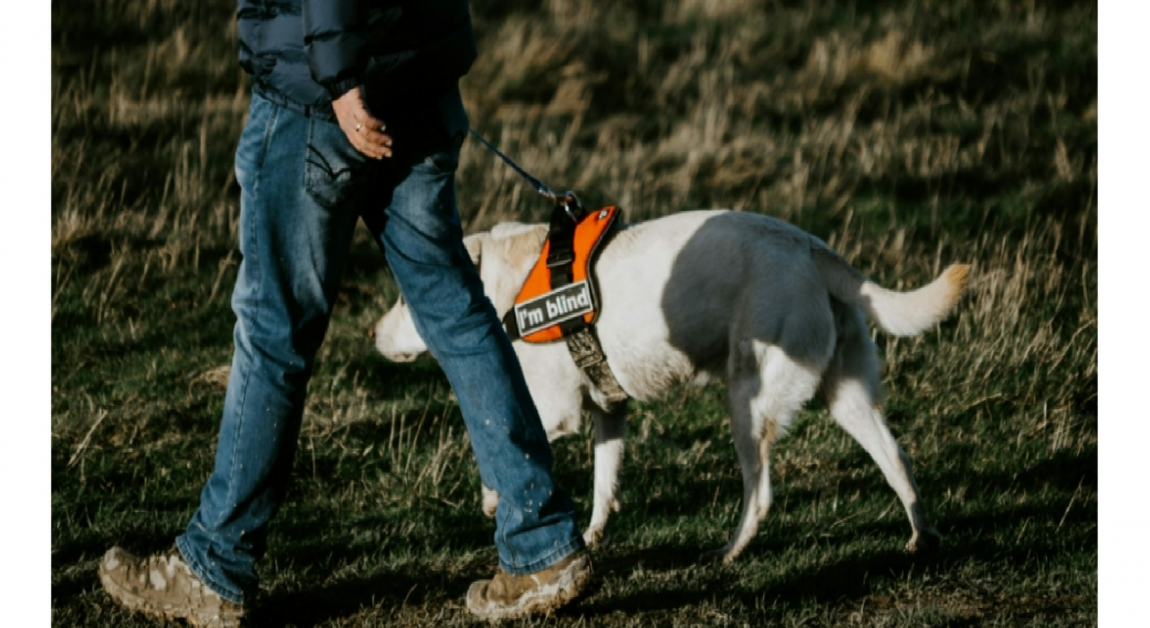 Temps Forts : Découverte des chiens guides d’aveugles | Médiathèque de Vic-Le-Comte