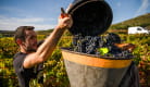 vignes et vendanges - AOC Côtes d'Auvergne