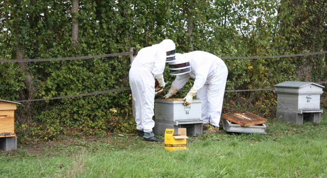 Apiculture