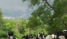 Vaches au pré