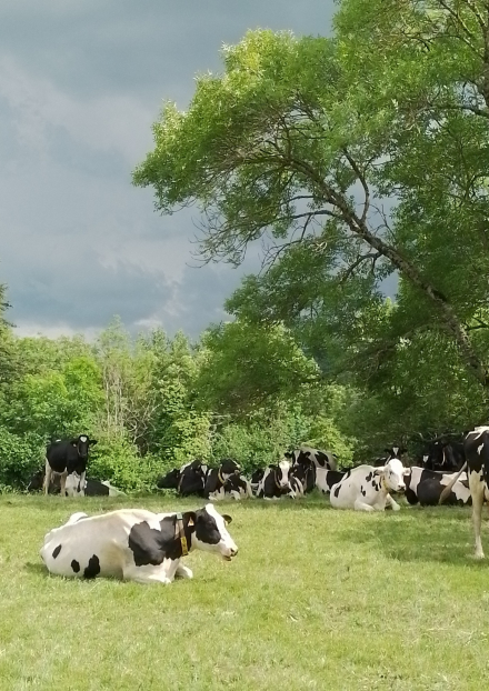 Vaches au pré