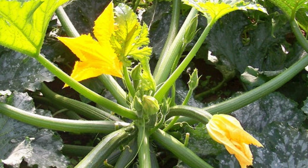 Le jardin du Lembron