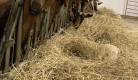 Les chèvres de Limagne - GAEC Persi Agri