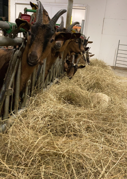 Les chèvres de Limagne - GAEC Persi Agri