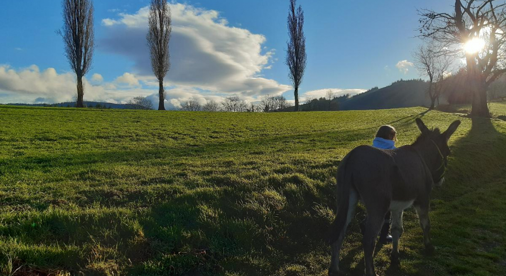 Promenade avec les ânes Marius et Jasmal