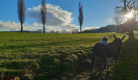 Promenade avec les ânes Marius et Jasmal